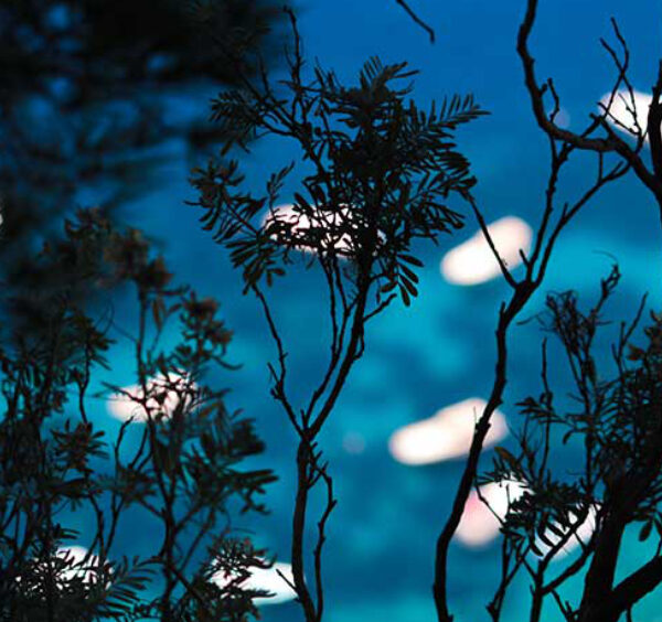 Silhouettes de branches au premier plan avec vue sur une mer bleu turquoise parsemée de bateaux à Anacapri.