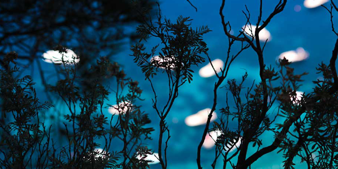 Silhouettes de branches au premier plan avec vue sur une mer bleu turquoise parsemée de bateaux à Anacapri.
