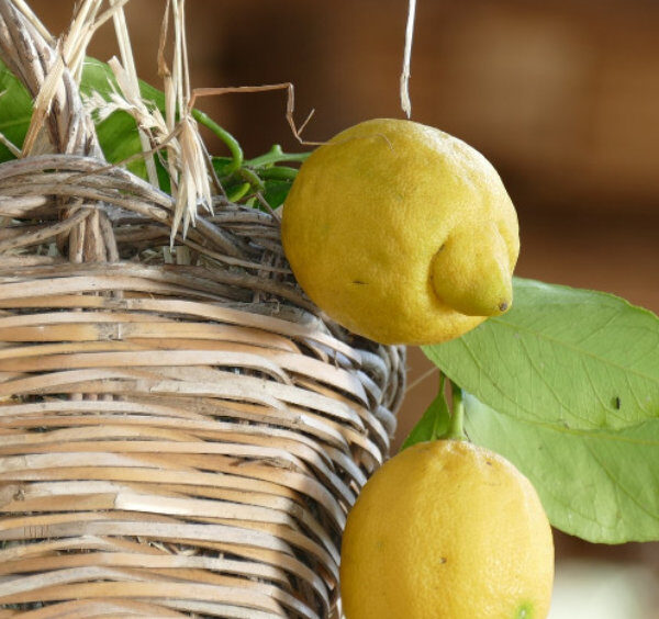 Citrons de Sorrente suspendus près d’un panier en osier traditionnel.