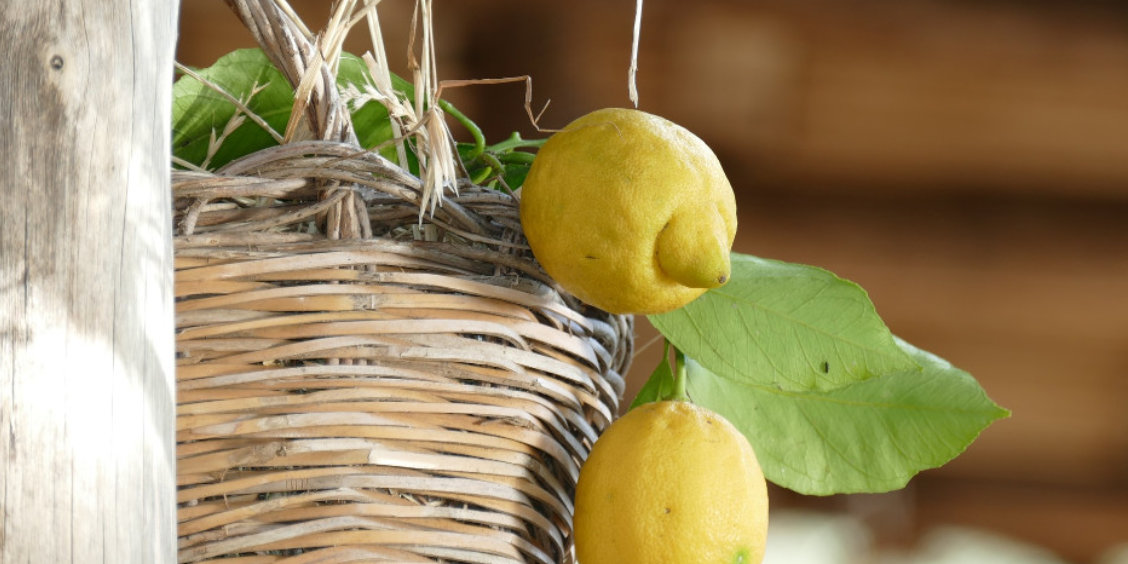 Citrons de Sorrente suspendus près d’un panier en osier traditionnel.