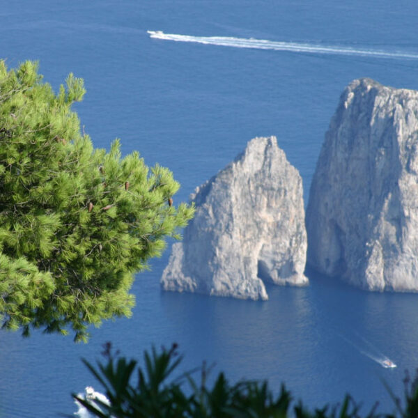 Vue des rochers Faraglioni à Capri à travers les branches d'un pin avec des bateaux sur la mer bleue.