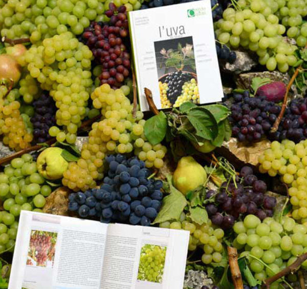 Raisins de différentes variétés exposés lors d’un festival gastronomique à Sorrente.