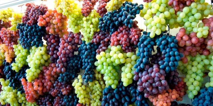 Grappes de raisin colorées exposées pour la fête du raisin à Priora près de Sorrente.