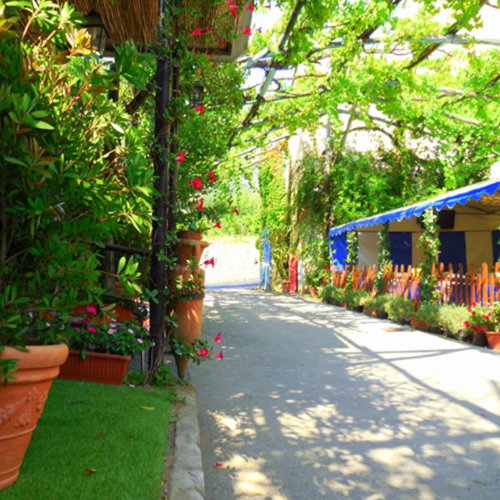 Allée fleurie du Fiori d’Arancio à Sorrente avec végétation méditerranéenne.