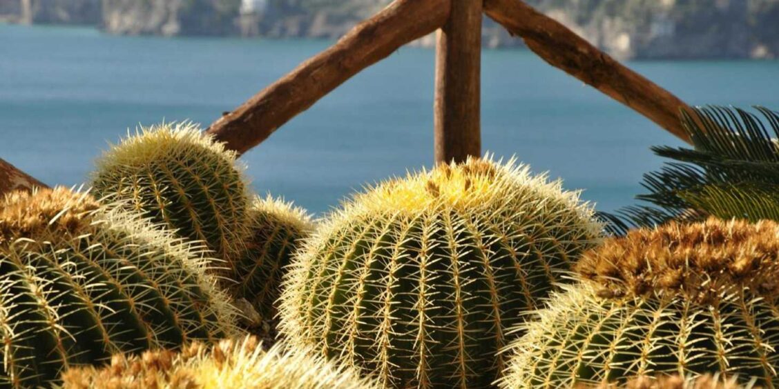Cactus dans le jardin botanique de Maiori avec vue sur la mer sur la Côte Amalfitaine.