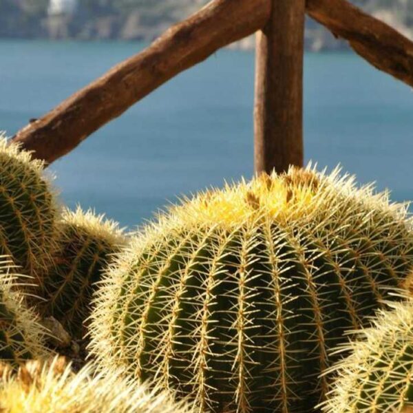 Cactus dans le jardin botanique de Maiori avec vue sur la mer sur la Côte Amalfitaine.