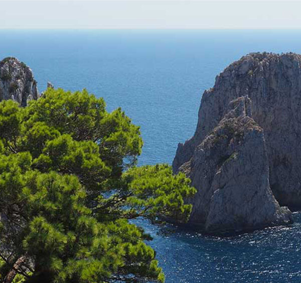 Vue des rochers Faraglioni depuis les Jardins d'Auguste à Capri, encadrée par des pins sur fond de mer bleue.