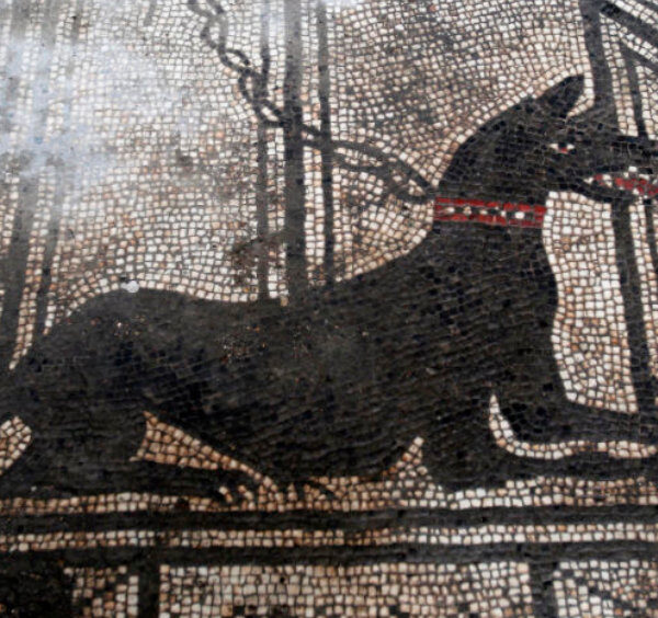 Mosaïque romaine représentant un chien noir attaché avec une chaîne et portant un collier rouge, située dans la Maison de Paquius Proculus à Pompéi.