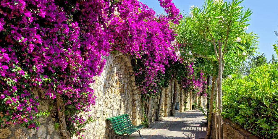 Mur en pierre recouvert de bougainvilliers violets éclatants avec un banc vert le long d'un chemin ensoleillé.