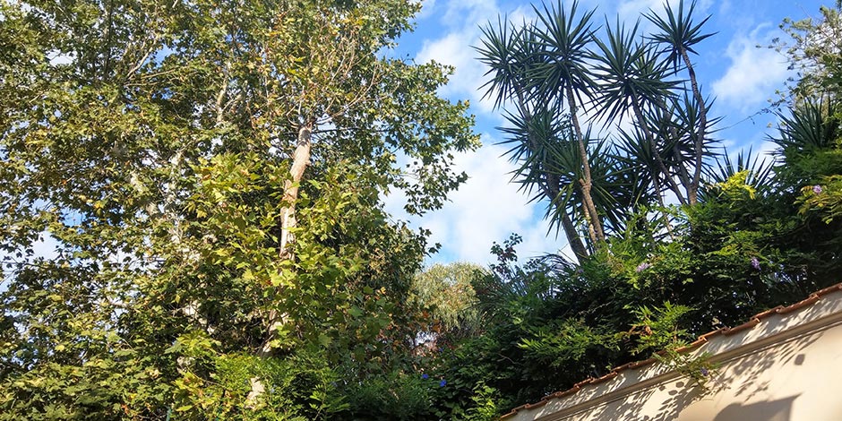 Végétation méditerranéenne à Sorrente en septembre avec palmiers et ciel bleu.