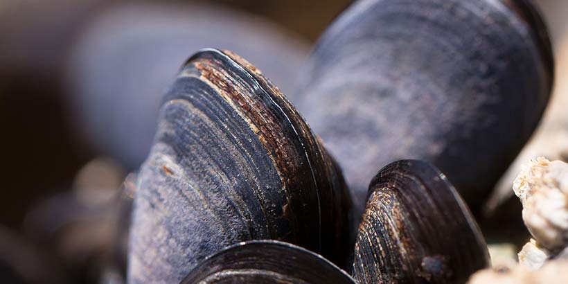 Gros plan sur une seule moule cuite, ingrédient phare de la cuisine de la mer à Naples.
