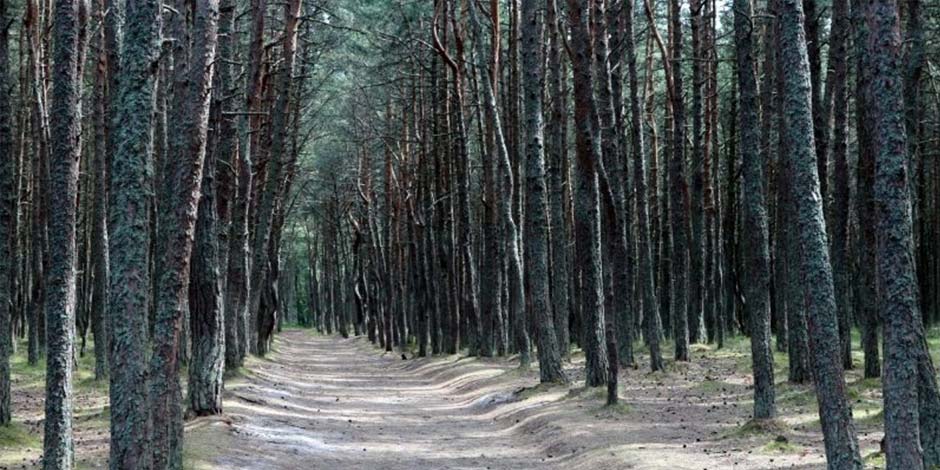 Pinède de Paestum en Campanie, sentier ombragé entre les arbres près du site archéologique et de la mer.
