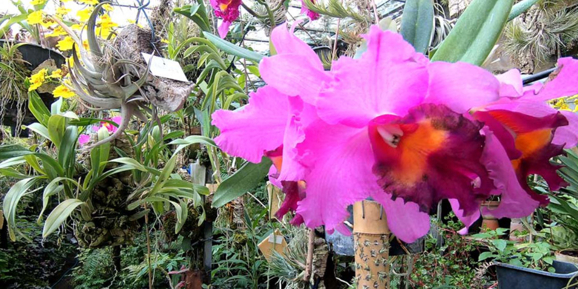 Gros plan sur une orchidée rose et violette dans le jardin botanique de Naples, entourée de plantes exotiques.