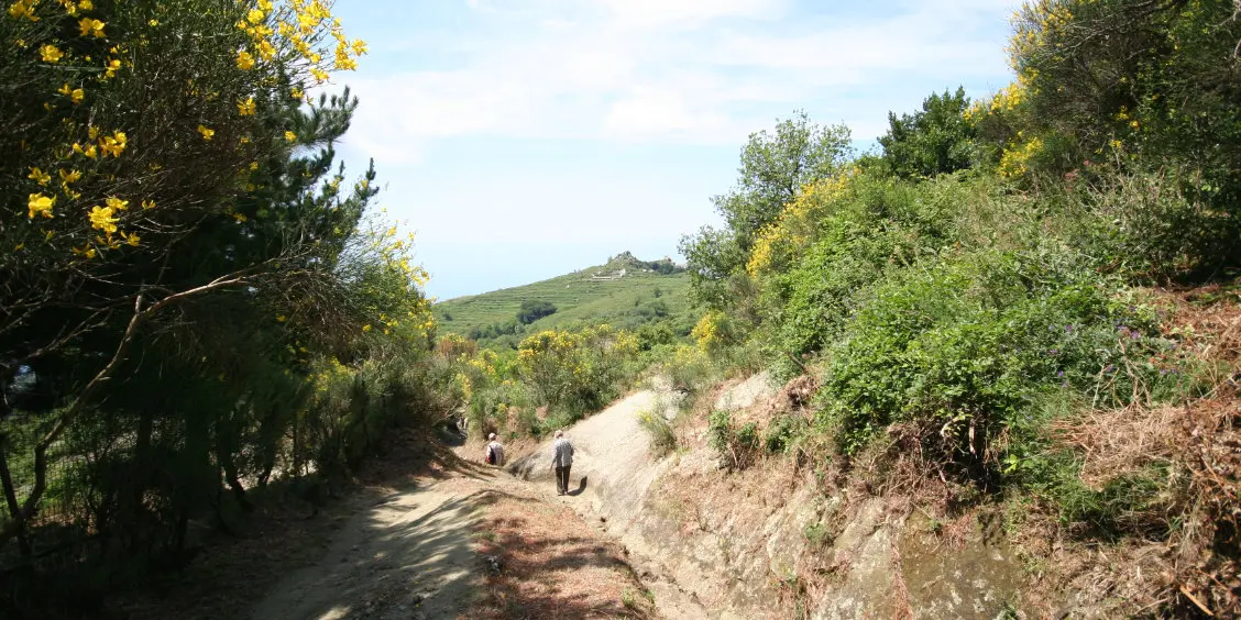 Randonneurs sur un sentier de terre bordé de genêts en fleurs au mont Epomeo.