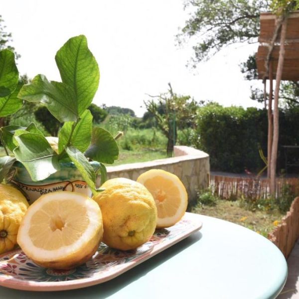 Citrons de Procida fraîchement coupés dans le jardin méditerranéen du B&B Sonnino.