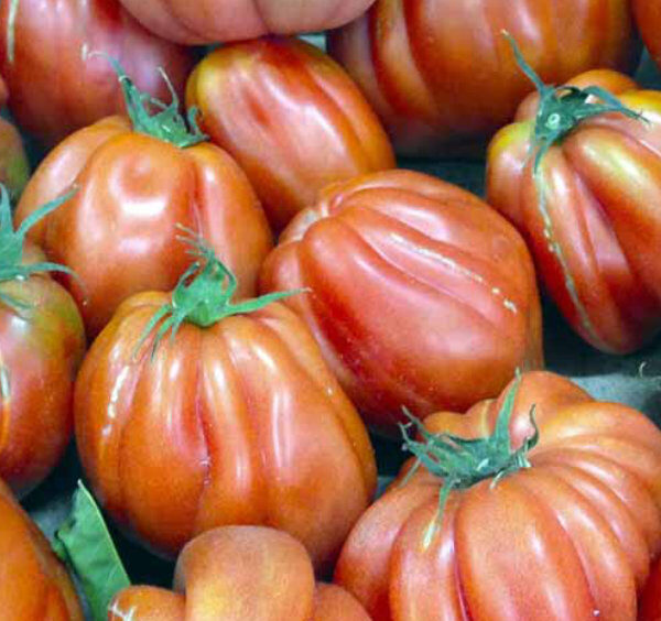 Tomates de Sorrente fraîches avec leur forme côtelée typique.
