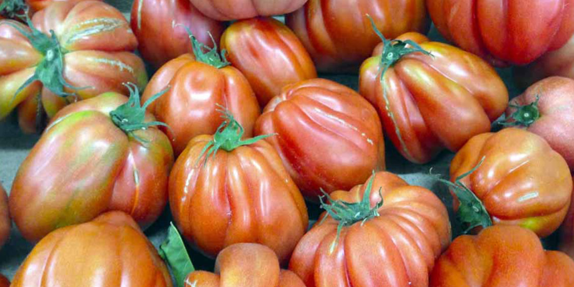 Tomates de Sorrente fraîches avec leur forme côtelée typique.