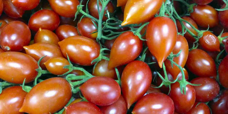 Gros plan sur des tomates du Vésuve (Piennolo) rouges et pointues.
