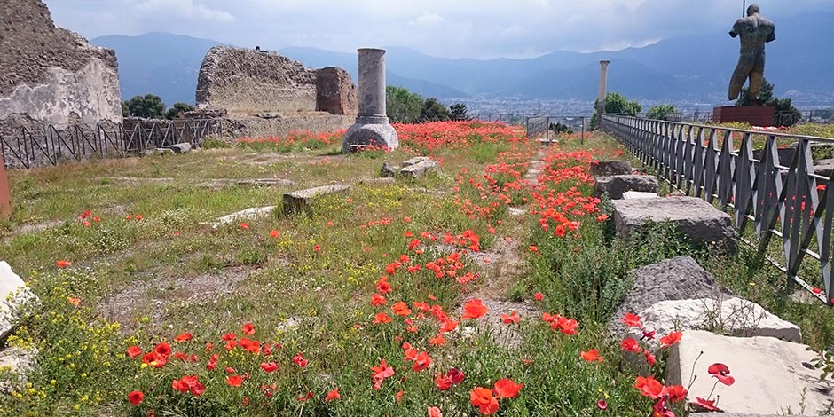 Ruines de Pompéi parsemées de coquelicots en fleurs.