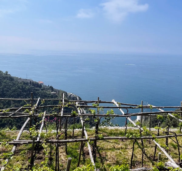 Vignes terrasse pergola cote amalfitane