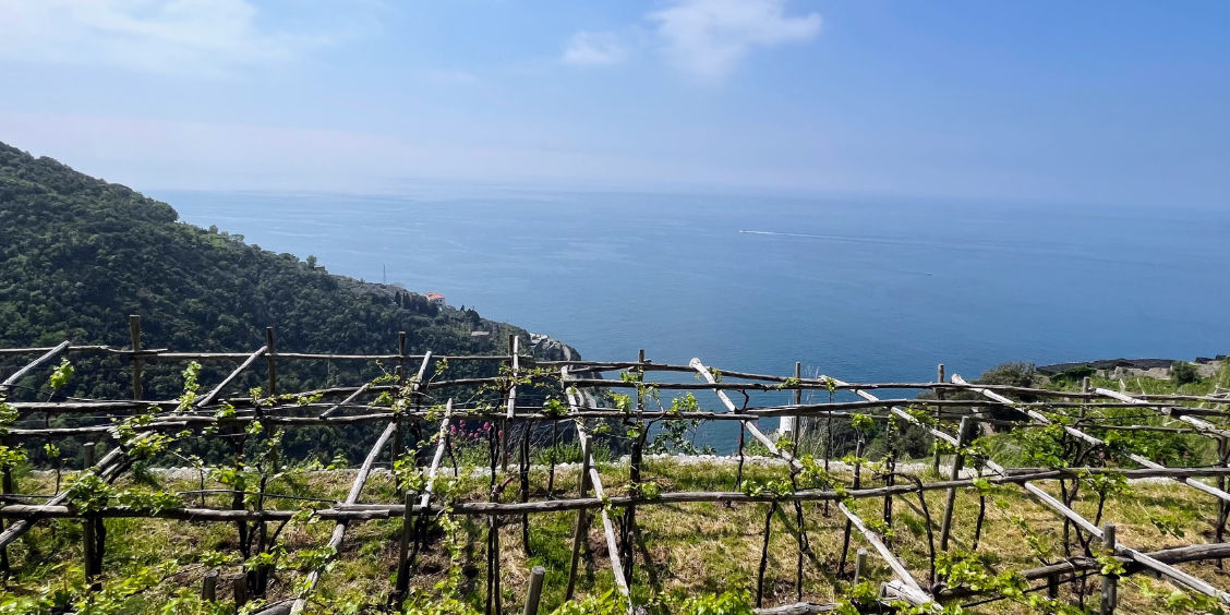 Vignes terrasse pergola cote amalfitane