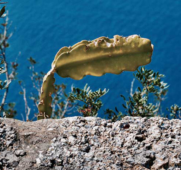 Segment de cactus poussant derrière un muret de pierre à la Villa Jovis à Capri, avec la mer Méditerranée en arrière-plan.