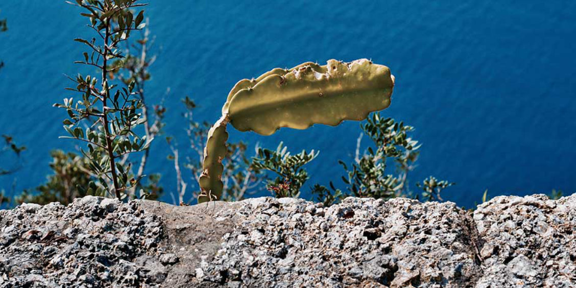 Segment de cactus poussant derrière un muret de pierre à la Villa Jovis à Capri, avec la mer Méditerranée en arrière-plan.