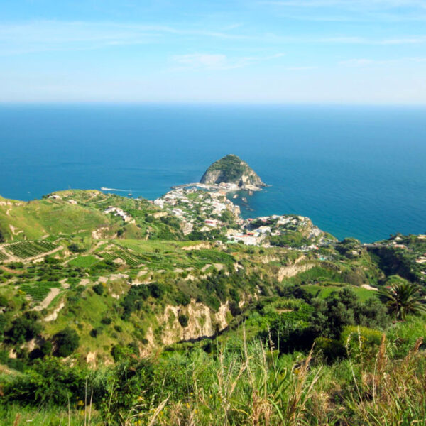 Paysage de vignobles en terrasse dominant la baie de Sant'Angelo.